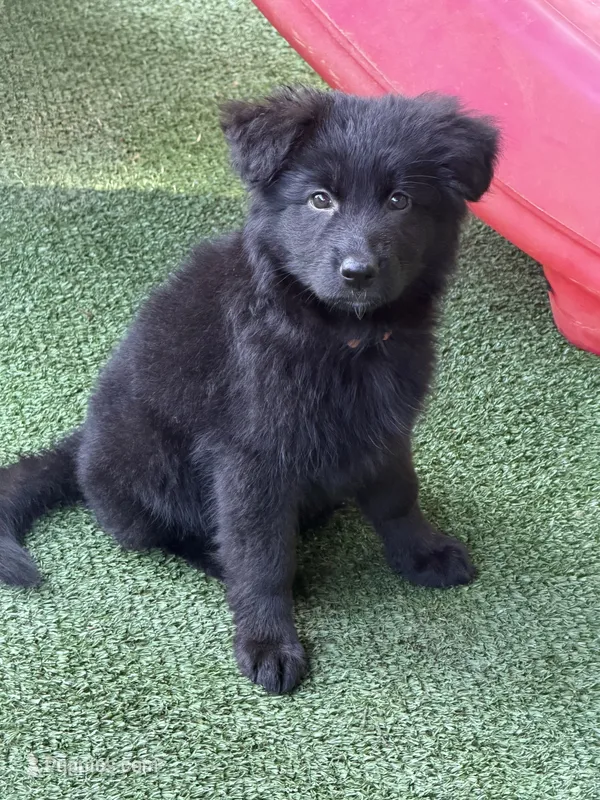 Orange – German Shepherd Dog puppy for sale in Cleveland, TN