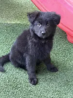 Orange, a female German Shepherd Dog for sale in Cleveland, TN – 1 of 3