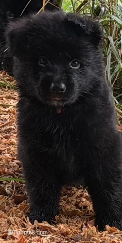 pink – German Shepherd Dog puppy for sale in Cleveland, TN