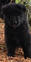 pink, a female German Shepherd Dog for sale in Cleveland, TN – 1 of 2
