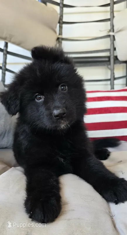 pink – German Shepherd Dog puppy for sale in Cleveland, TN