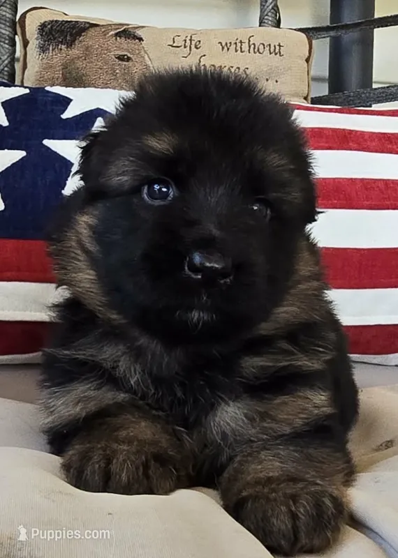 purple – German Shepherd Dog puppy for sale in Cleveland, TN