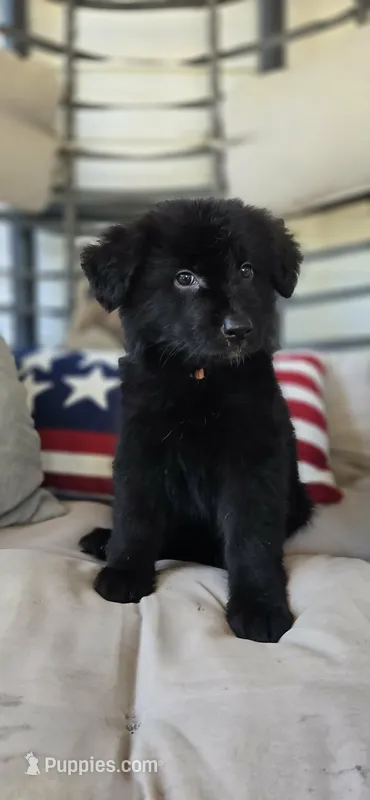 Orange – German Shepherd Dog puppy for sale in Cleveland, TN