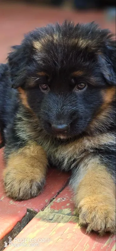 Pink  – German Shepherd Dog puppy for sale in Cleveland, TN