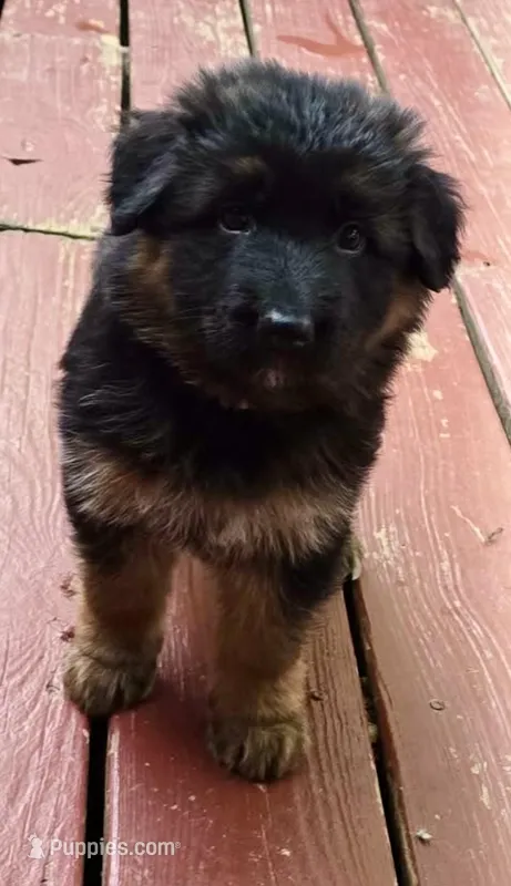 Pink  – German Shepherd Dog puppy for sale in Cleveland, TN