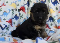 Pink , a female German Shepherd Dog for sale in Cleveland, TN – Photo 2 of 3