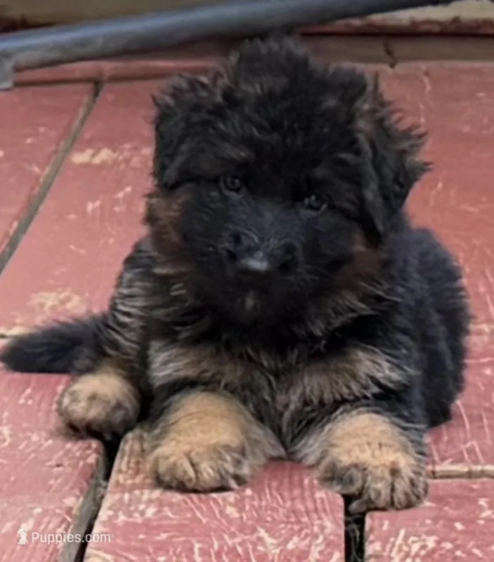 Pink  – German Shepherd Dog puppy for sale in Cleveland, TN