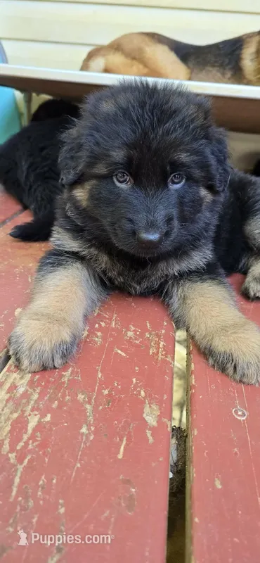 Pink  – German Shepherd Dog puppy for sale in Cleveland, TN