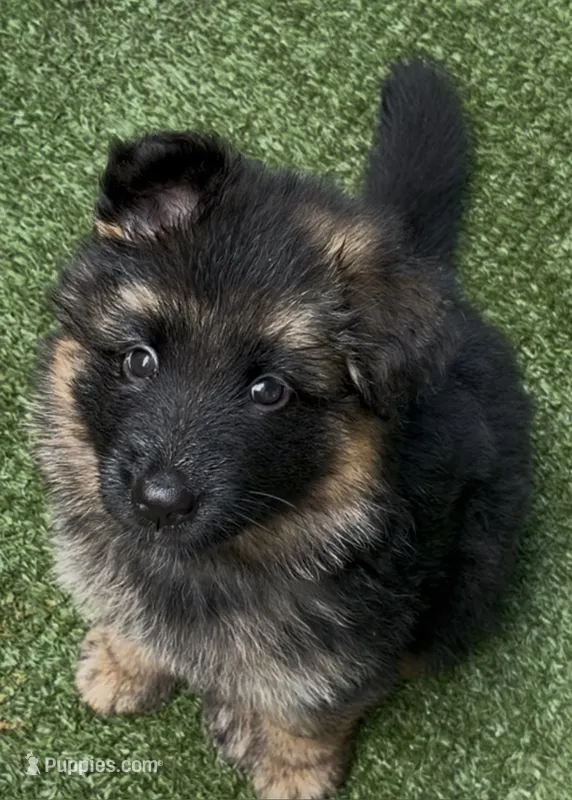 green – German Shepherd Dog puppy for sale in Cleveland, TN