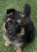 green, a male German Shepherd Dog for sale in Cleveland, TN – 1 of 1