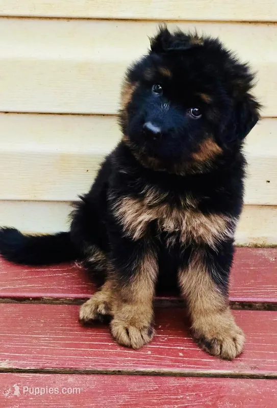 Aqua – German Shepherd Dog puppy for sale in Cleveland, TN