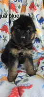 Aqua, a male German Shepherd Dog for sale in Cleveland, TN – Photo 3 of 4