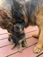 Aqua, a male German Shepherd Dog for sale in Cleveland, TN – Photo 4 of 4