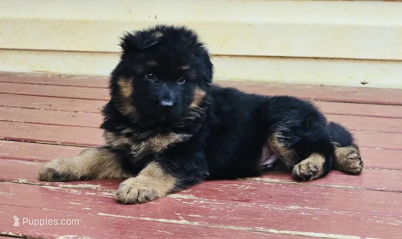 Aqua – German Shepherd Dog puppy for sale in Cleveland, TN