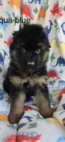 Aqua, a male German Shepherd Dog for sale in Cleveland, TN – Photo 2 of 4