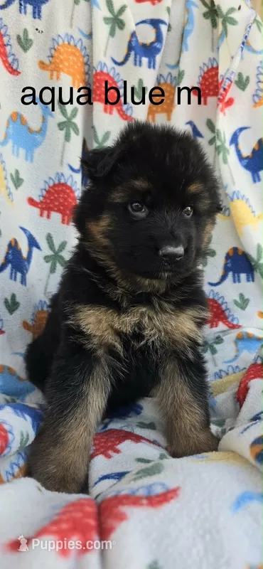 Aqua – German Shepherd Dog puppy for sale in Cleveland, TN