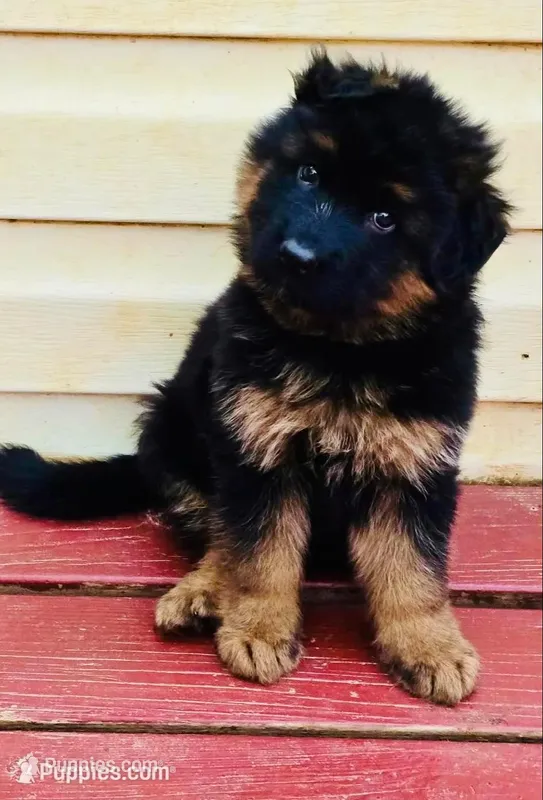Aqua – German Shepherd Dog puppy for sale in Cleveland, TN