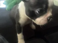 Oreo, a female Boston Terrier for sale in Wesley Chapel, FL – 3 of 4