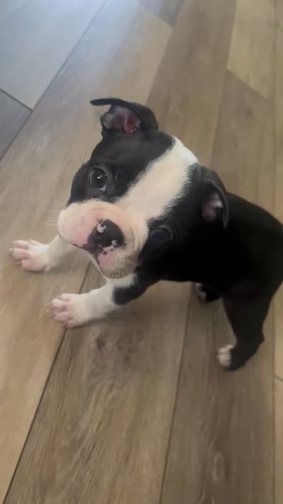Oreo, a female Boston Terrier for sale in Wesley Chapel, FL – 4 of 4