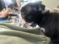 Oreo, a female Boston Terrier for sale in Wesley Chapel, FL – 2 of 4
