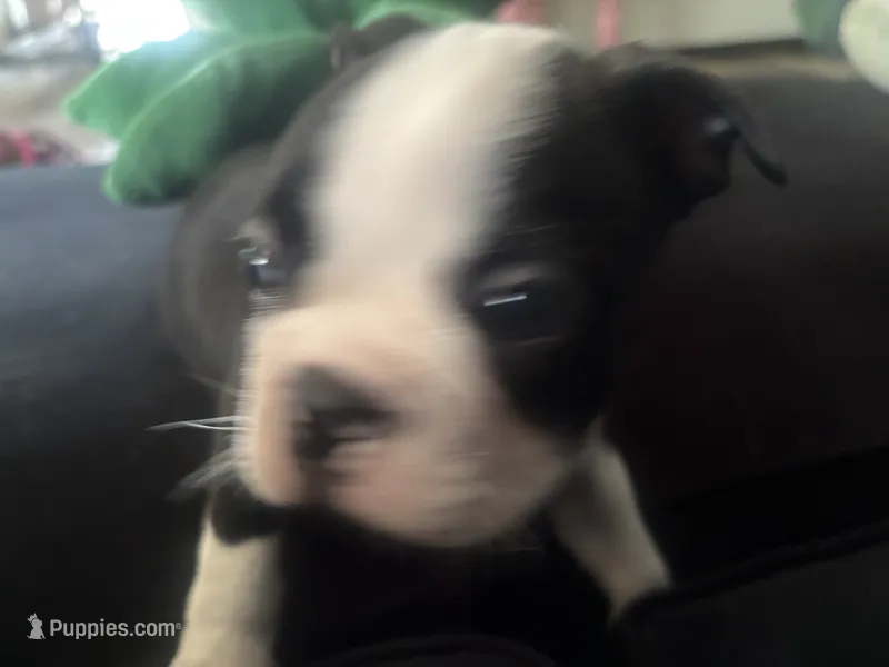 Oreo – Boston Terrier puppy for sale in Wesley Chapel, FL