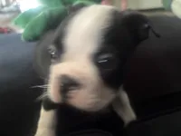 Oreo, a female Boston Terrier for sale in Wesley Chapel, FL – 1 of 4