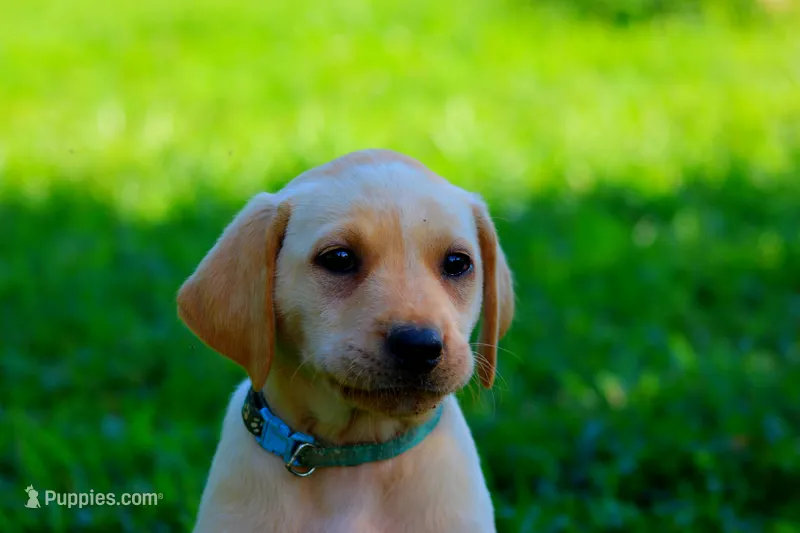 Bailey – Labrador Retriever puppy for sale in Travelers Rest, SC