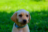 Bailey, a female Labrador Retriever for sale in Travelers Rest, SC – 1 of 1