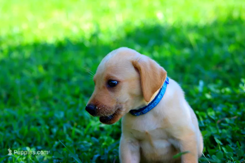 Max – Labrador Retriever puppy for sale in Travelers Rest, SC