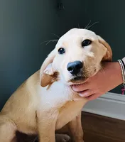 Layla, a female Labrador Retriever for sale in Travelers Rest, SC – 3 of 3