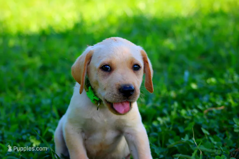 Toby – Labrador Retriever puppy for sale in Travelers Rest, SC