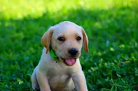 Toby, a male Labrador Retriever for sale in Travelers Rest, SC – 1 of 1