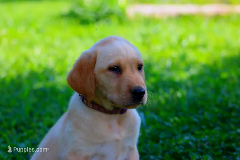 Carolina – Labrador Retriever puppy for sale in Travelers Rest, SC