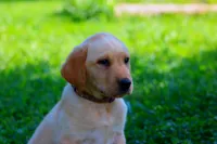 Carolina, a female Labrador Retriever for sale in Travelers Rest, SC – 1 of 1