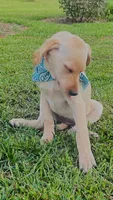 Lola, a female Labrador Retriever for sale in Travelers Rest, SC – 3 of 3