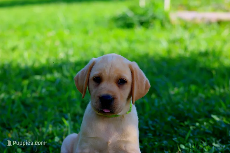 Scout – Labrador Retriever puppy for sale in Travelers Rest, SC