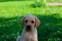 Scout, a male Labrador Retriever for sale in Travelers Rest, SC – 1 of 1