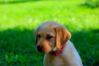 Layla, a female Labrador Retriever for sale in Travelers Rest, SC – 1 of 1