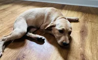 Layla, a female Labrador Retriever for sale in Travelers Rest, SC – 2 of 3