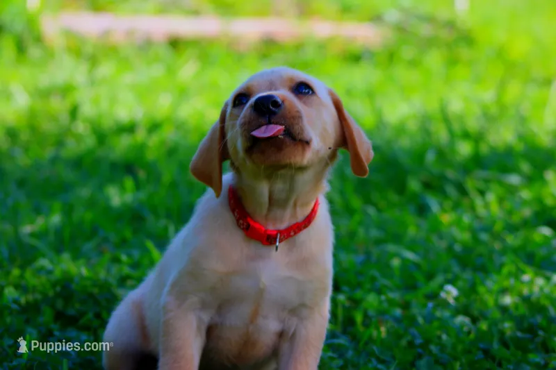 Yogi – Labrador Retriever puppy for sale in Travelers Rest, SC