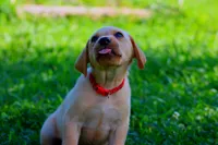 Yogi, a male Labrador Retriever for sale in Travelers Rest, SC – 1 of 1
