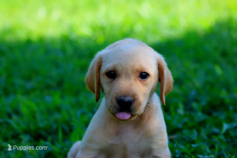 Princess – Labrador Retriever puppy for sale in Travelers Rest, SC