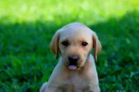 Princess, a female Labrador Retriever for sale in Travelers Rest, SC – 1 of 1