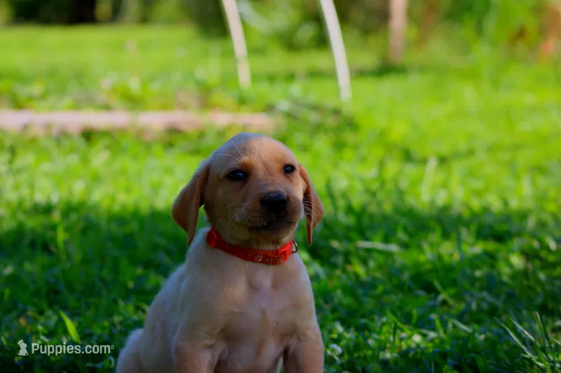 Oakley – Labrador Retriever puppy for sale in Travelers Rest, SC
