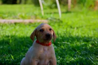 Oakley, a male Labrador Retriever for sale in Travelers Rest, SC – 1 of 1
