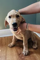 Scout, a male Labrador Retriever for sale in Travelers Rest, SC – 4 of 4
