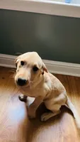 Princess, a female Labrador Retriever for sale in Travelers Rest, SC – 4 of 4