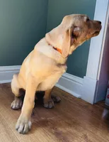 Oakley, a male Labrador Retriever for sale in Travelers Rest, SC – 3 of 3
