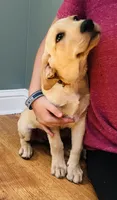 Yogi, a male Labrador Retriever for sale in Travelers Rest, SC – 2 of 3