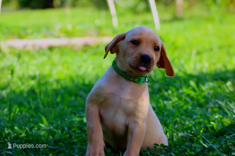 Beau – Labrador Retriever puppy for sale in Travelers Rest, SC